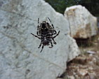  Vassas, pavouk u chrmu Apollona Epikurijskho
 
 .21 - 21.jpg (751x600) 54 kB 